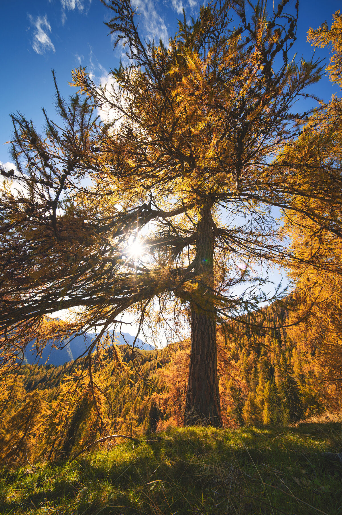 Autumn,Larch,With,The,Sun,Filtering,Through,The,Branches,On